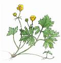 Creeping Buttercup